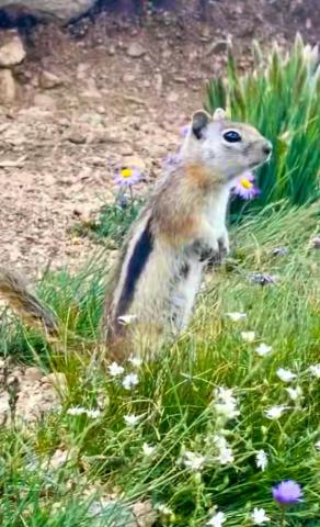 A Golden Mantle in the San Juans captured by author Mary Grizzard