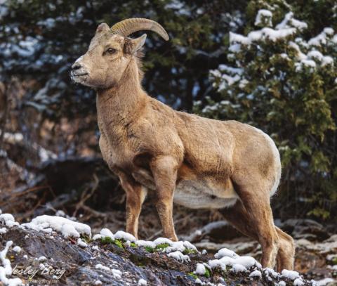 Bighorn Sheep