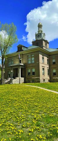 It’s spring in Silverton (finally) the courthouse lawn is yellow with dandelions Photo by Janice Sanders