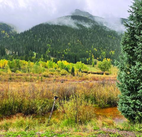 An example of one of the many pockets of wetlands around Silverton Photo by Katey Fetch