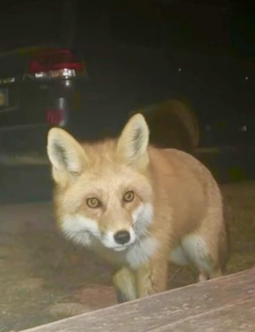 Photo by Jimmy Keene A small local fox visits that Keene household most evenings.