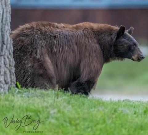 Photo credit Wesley Berg Don’t feed the bears! A fed bear is a dead bear.