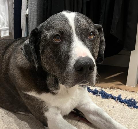 Pet Obituaries