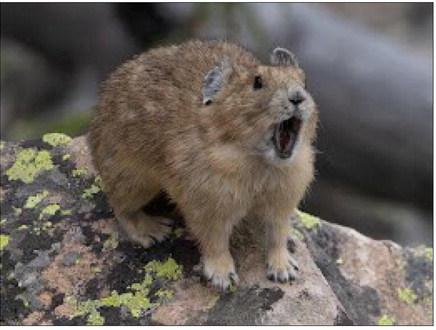 Fat “Fluffy” Pika Week Comes to the San J