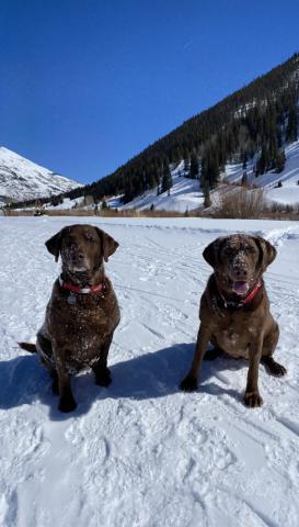 Diesel Dog and her little sister Ruger have been enjoying the Silverton Winter on the groomed trails. Photo credit DeAnne Gallegos