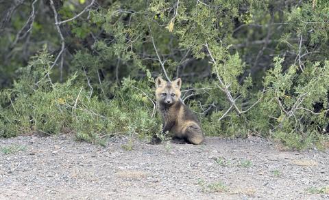 A fox kit, spring is the season for wildlife babies! Photo credit Adam Andrade