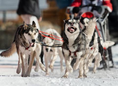 The sled dogs appear to love the excitement of competing in the Silverton Flying Dog Sled races photo by Howie Stern