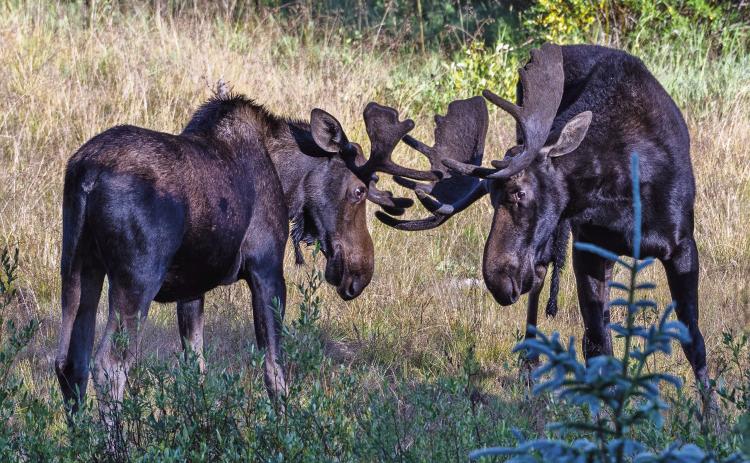 Two large bull moose facing off in mock combat in the San Juan Mountains Photo Credit Wesley Berg