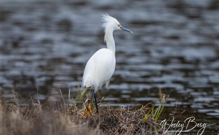 A rare visit by a Snowy Egret in Silverton. Photo credit Wesley Berg