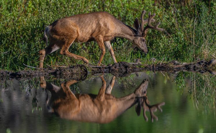 A buck walking along a beaver pond July 11, 2023. Photo credit Wesley Berg