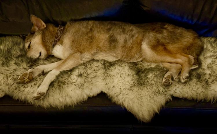 A new Silverton dog resident, Rigby Goranson, aka “Rig Beans, Big Rig, Riggles, or Wibs,” enjoys her newly built home in Silverton during the cold snap by lying on her sheepskin. It’s a dog’s life for sure around here Photo by DeAnne Gallegos