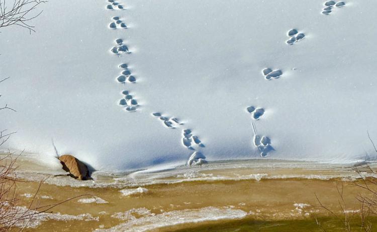 Fresh moose tracks could be seen along the Animas River right on the edge of town photo by DeAnne Gallegos