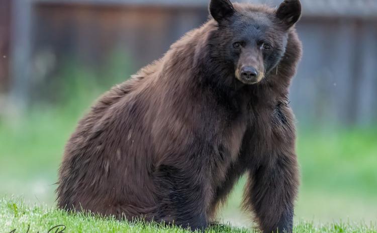 A bear outside of the Miner’s Hospital in Silverton (please be bear aware!).