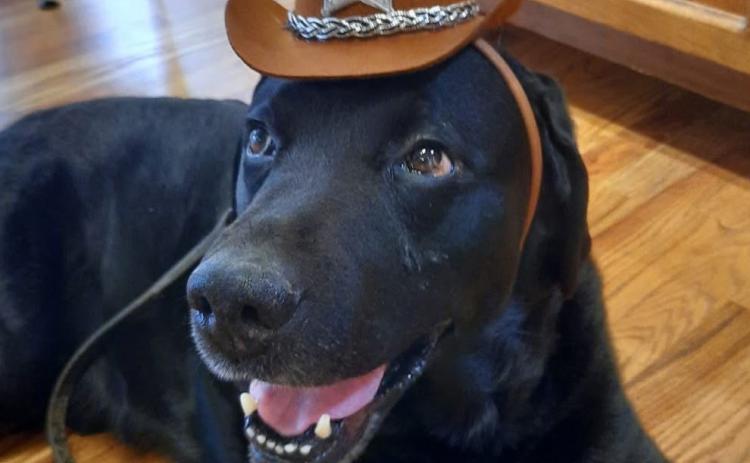 Photo credit Deborah Roberts Happy 13th Birthday to Silverton Local Dog Jet!