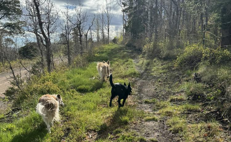 Starting to green up in the mountains. Photo credit Katey Fetch