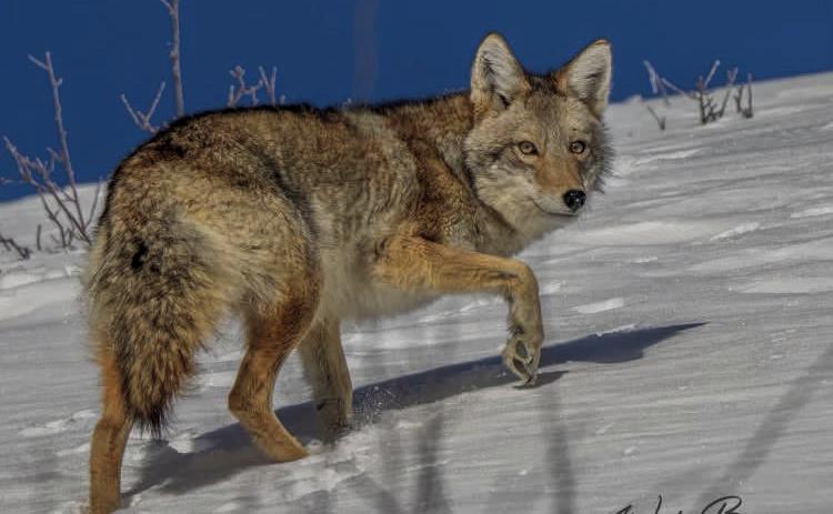 A local coyote.