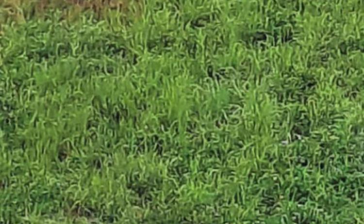 Moose on the loose in Anvil neighborhood