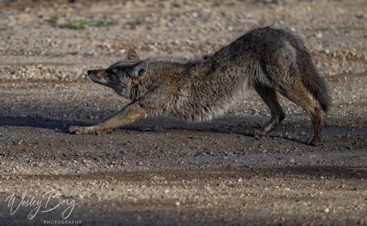 Wesley Berg captured shots of a “cooperative and photogenic” coyote. Photo credit Wesley Berg