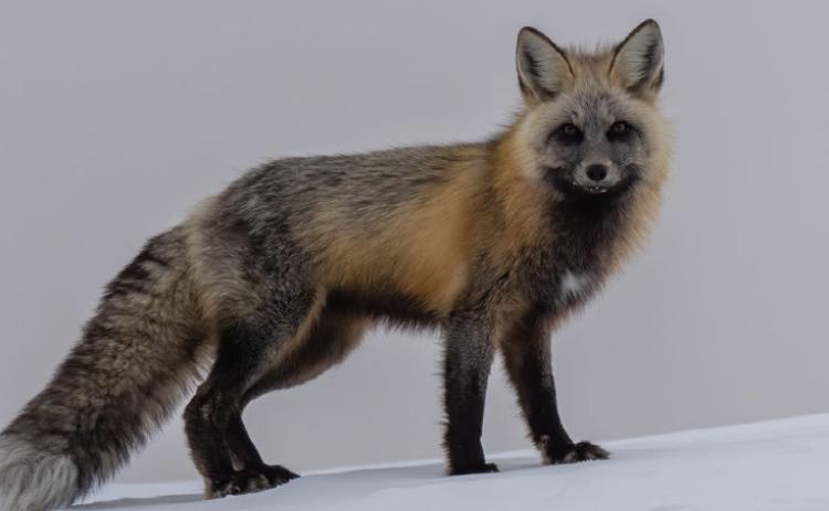 Grey Fox here in the San Juan Mountains Photo by Wesley Berg Photography