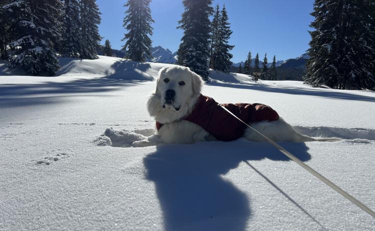Photo credit Sterling Blankenship Rescued dog Woodsley lounging in the powder in his new mountain home.