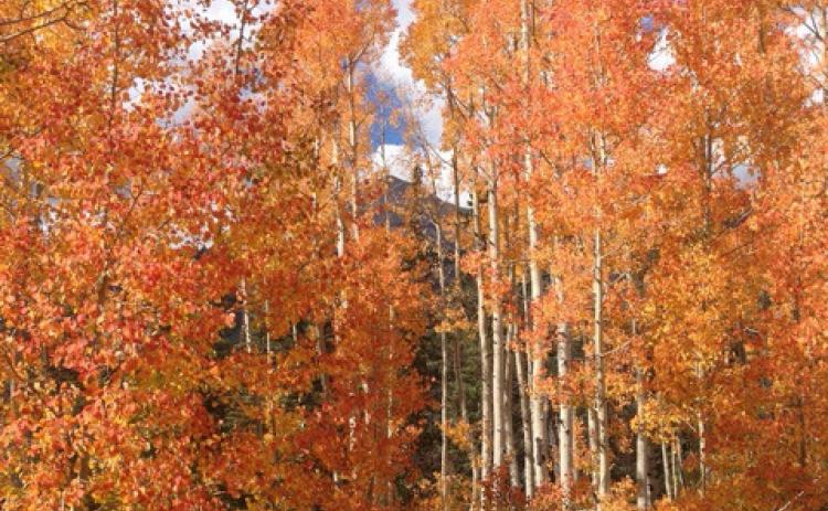 San Juan aspen glory