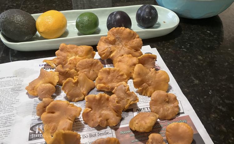 Ken Safranski had a very successful mushroom hunt last week photo by Ken Safranski