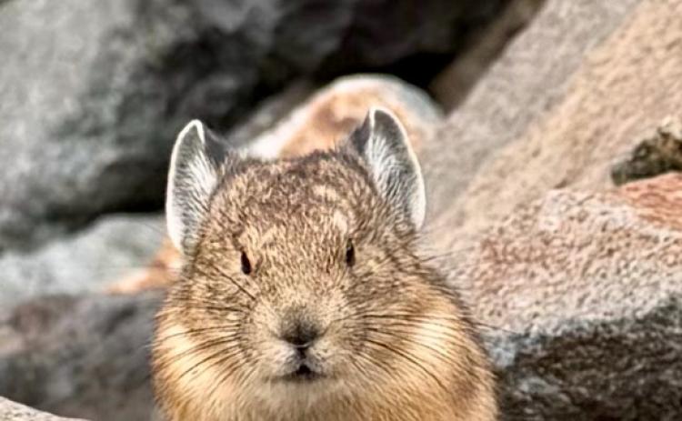 Pika in the San Juan high country Photo courtesy Sage Grizzard