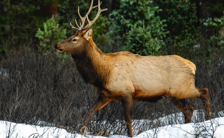 The Elk tend to make themselves scarce during hunting season, but Wesley was fortunate to come across this one recently. Photo credit Wesley Berg