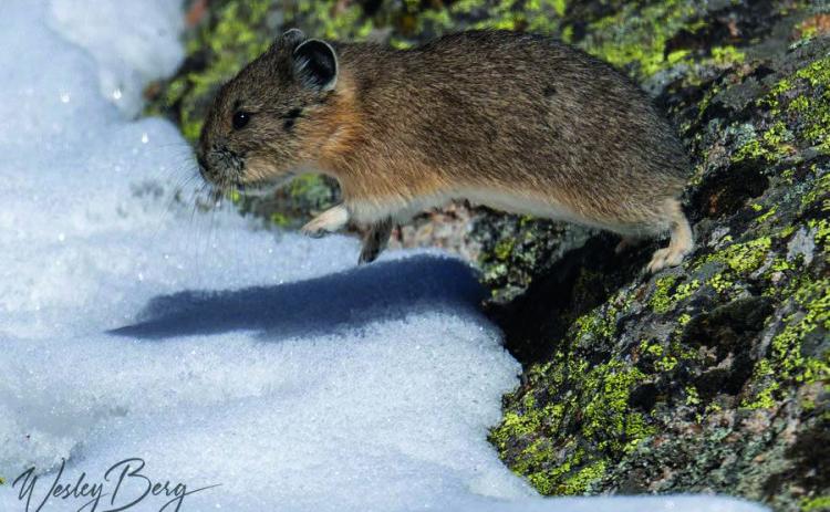 A Pika jumping between rocks across the snow. Pika will sit on the top of a rock for a long time just watching, but when they do go they move fast Photo Credit Wesley Berg