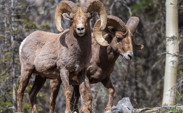 Local bighorn sheep. Photo credit Wesley Berg