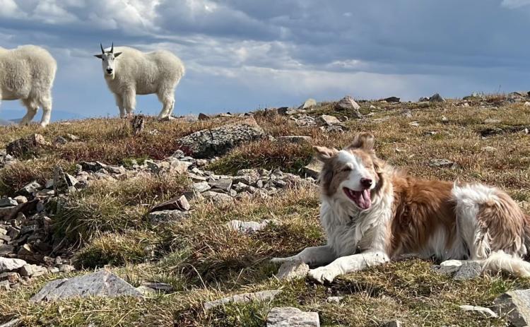 Photo credit Adam Andrade Gracie and the goats at 14,000 feet.