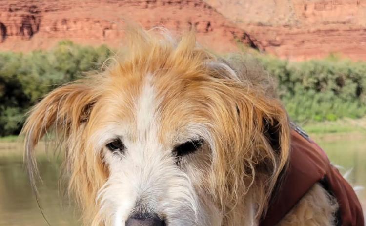 photo by John Shocklee Rest in Peace, Moki, John Shocklee’s longtime companion, passed on November 3rd.