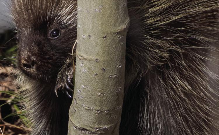 A porcupine in the snow trying to hide behind the bare aspen trees. Photo credit Wesley Berg