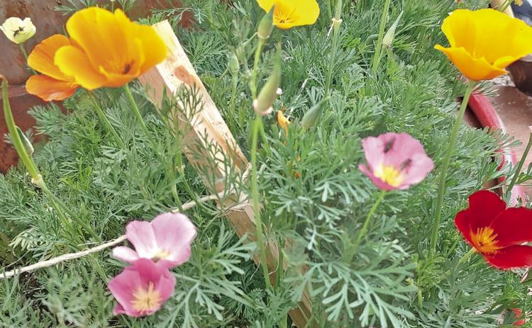 Silverton poppies are blooming. Photo credit Emma Schaffrick