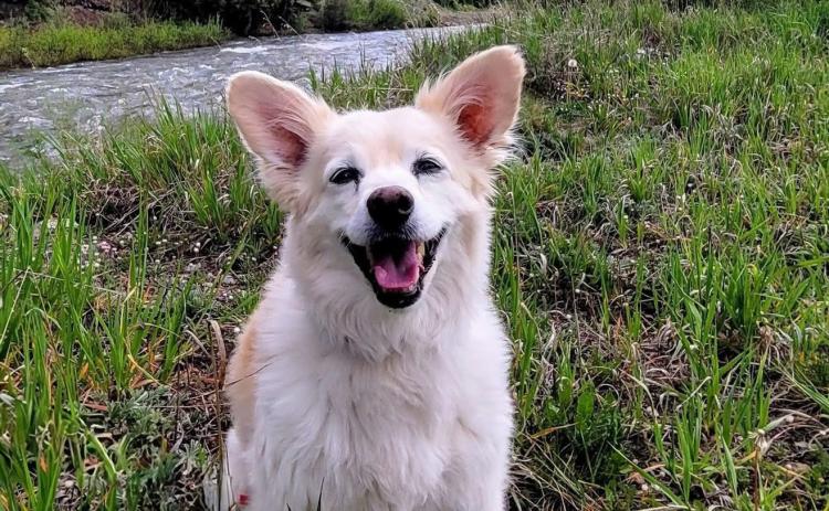 Photo credit Heidi Steven Soon to be 15 year old“Jake” is enjoying his Silverton Summer. Jake’s Mom Heidi Stevens owns Silverton Lakes Campground.