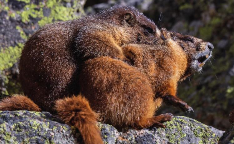 A couple of Yellow-bellied Marmots