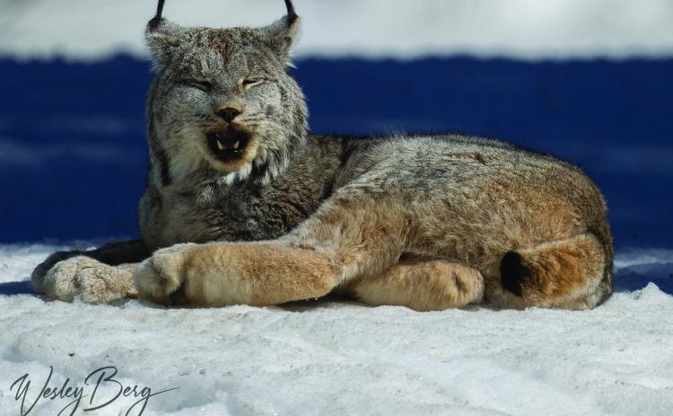 The napping lynx. Photo by Wesley Berg