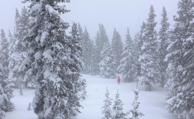 A lone powder seeker among the trees. Photo Credit Silverton Standard Photo Credit Silverton Standard
