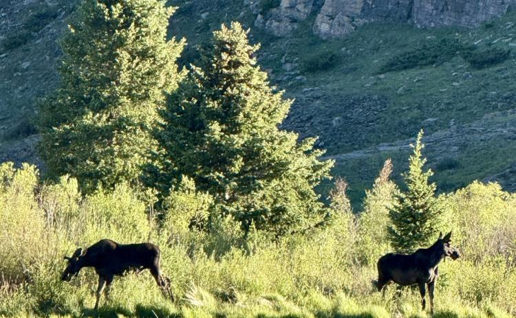 Two moose hanging out by the railroad bridge without a care in the world long after all the tourist have left for the day photo by DeAnne Gallegos