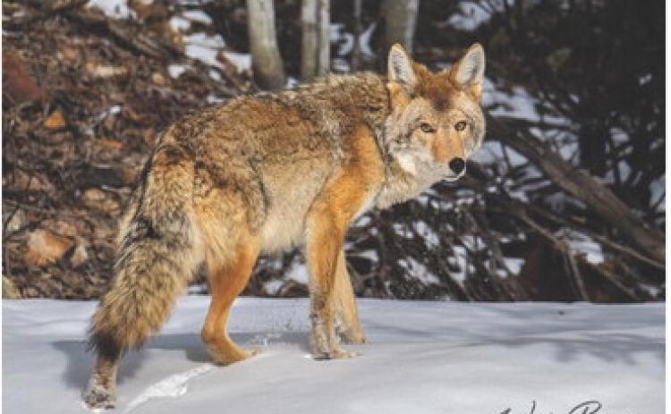 Photo credit Wesley Berg A healthy looking coyote.