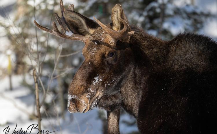 What a handsome fella! Photo credit Wesley Berg