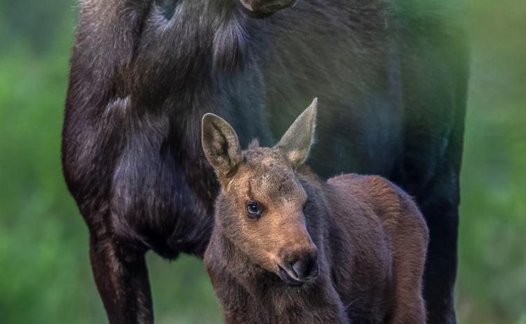 Photographer Wesley Berg caught up with the little calf and his mom again! Photo credit Wesley Berg