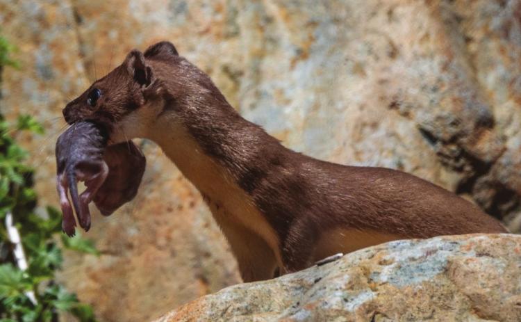 This photo is of a long-tailed weasel