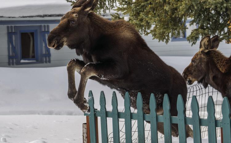 Look for Wesley Berg’s wildlife photography book coming in May Photo by Wesley Berg