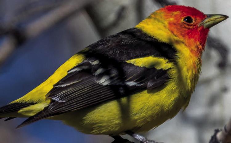 Western Tanager visits Silverton. Photo Credit Wesley Berg