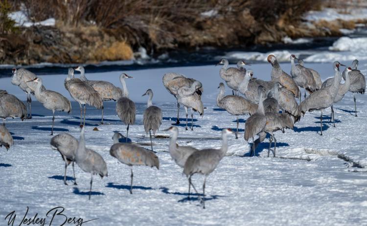 Photo credit Wesley Berg An unusual and extraordinary event in Silverton a large flock of Sandhill Cranes flew through town and several of them decided to stop and hang out on the frozen Animas River.