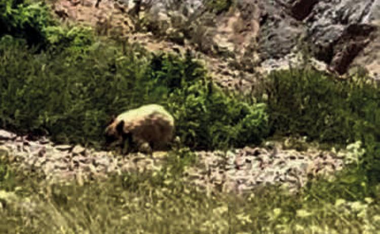 The mysterious blonde bear of the San Juans Photo by Leif Steiner