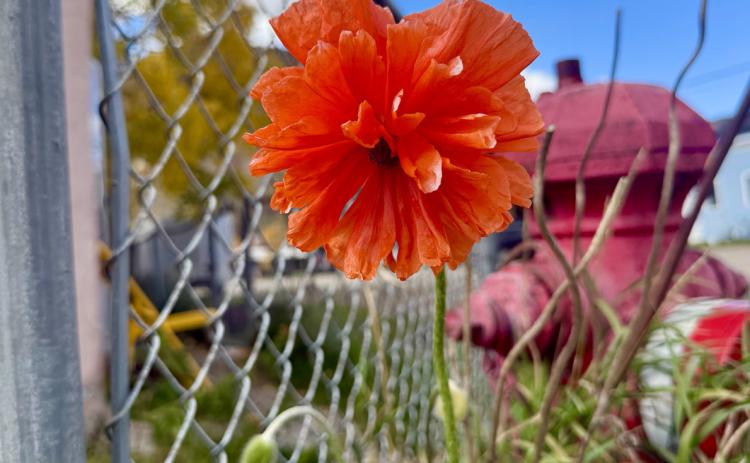 Poppies blooming in October is unusual, have you see one? Photo by DeAnne Gallegos