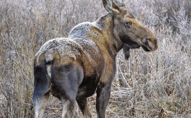 A mother moose early in the morning. Frost on her back before the sun hit, she stays warm thanks to her warm thick coat. Photo Credit Wesley Berg