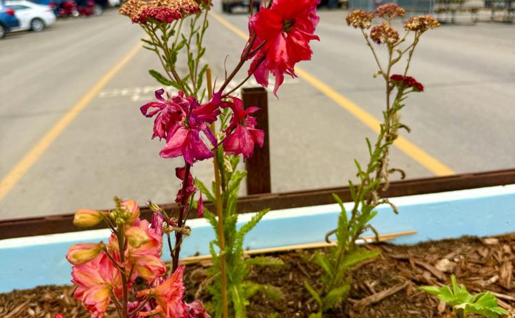 Native perennial flowers in planters